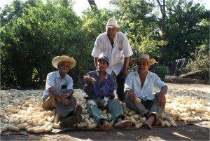 campesinos SA