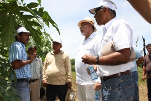 Mario con el ministro de Agricultura y el representante de la FAO entre la plantación de palos de papaya de su familia.